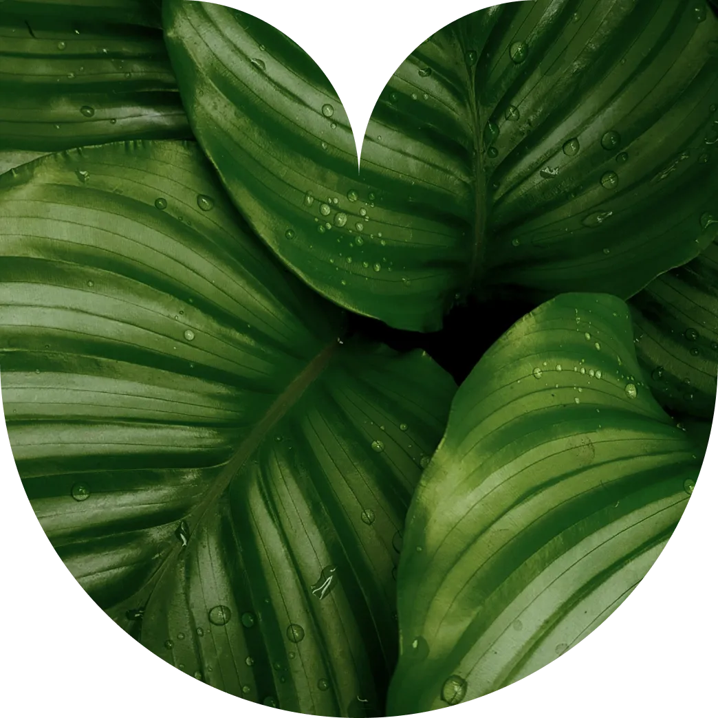 Immagine di una composizione di foglie verdi